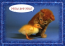duck and cat
