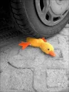 PooRDuckky