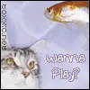 cats need some fun 