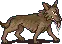 Desert Wolf