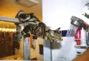 Cute cat in the shower