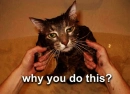 WhyYouDoThis?