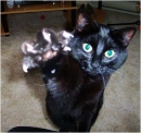 TheClaw