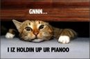 PianoCat