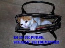 purse