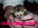 squeazytoy