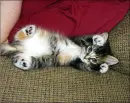 Kitty