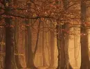 golden forest