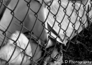burned paper along fence