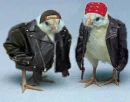 Bilker chicks