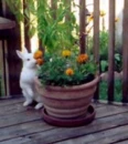 cute bunny by plant