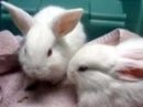 fluffy&snowball