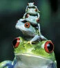 frogs