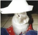 bunny with hat
