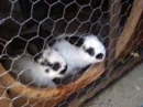 biunnys in crate with mom