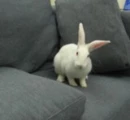 fluffy on couch