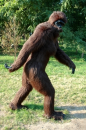 sasquatch