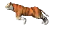 Running tiger