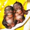 Monkeys
