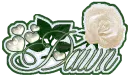 white rose with dawn