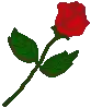 red rose