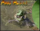 frogs humpday