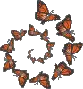 butterflys