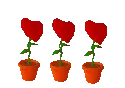 Love flowers