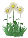 daisies moving