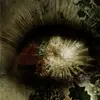 Creepy Eye