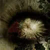 Creepy Eye