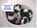 Cute Puppies