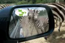 Zebras