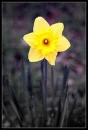 Sunshine Flower