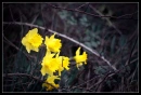 Flowers on a bunch of branches