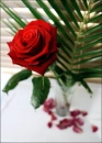 Rose in a vase