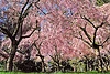 Blossoms