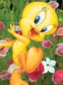 THE ONE & ONLY TWEETY