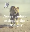 Super Kitty chases mean lion