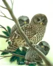 Owls
