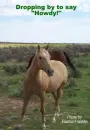 horse in the field