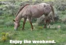 horse in the field