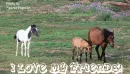 horse in the field