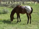 horse in the field