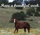 horse in the field