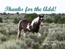 horse in the field