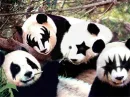 panda kiss