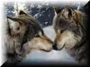 wolves