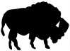 Buffalo