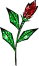red rose